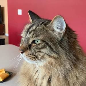 Meet your Posher, William